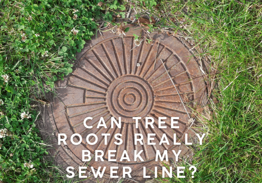 Can Tree Roots Really Break My Sewer Line
