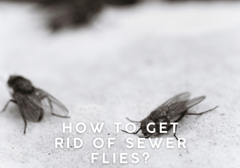 How to Get Rid of Sewer Flies
